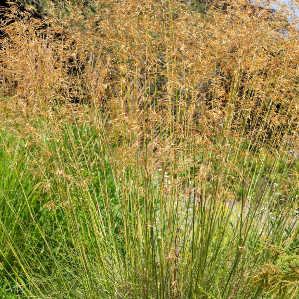Stipa gigantea - Stipe géante