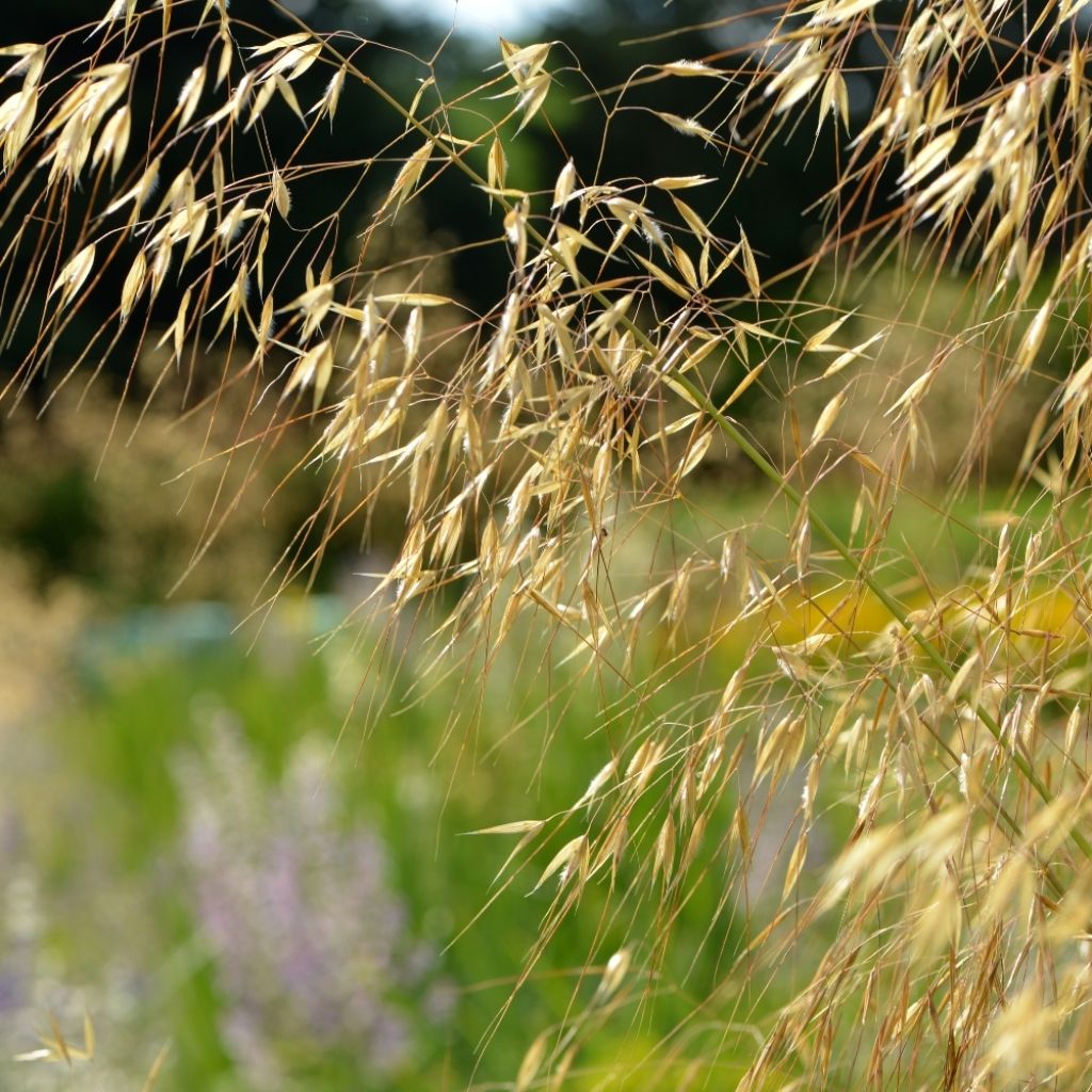 Stipa gigantea - Stipe géante