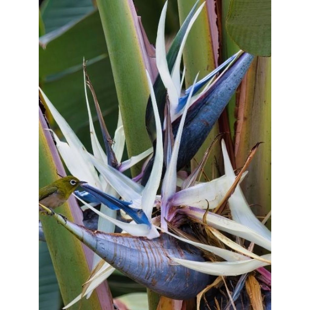 Strelitzia nicolai - Oiseau de Paradis blanc, géant 