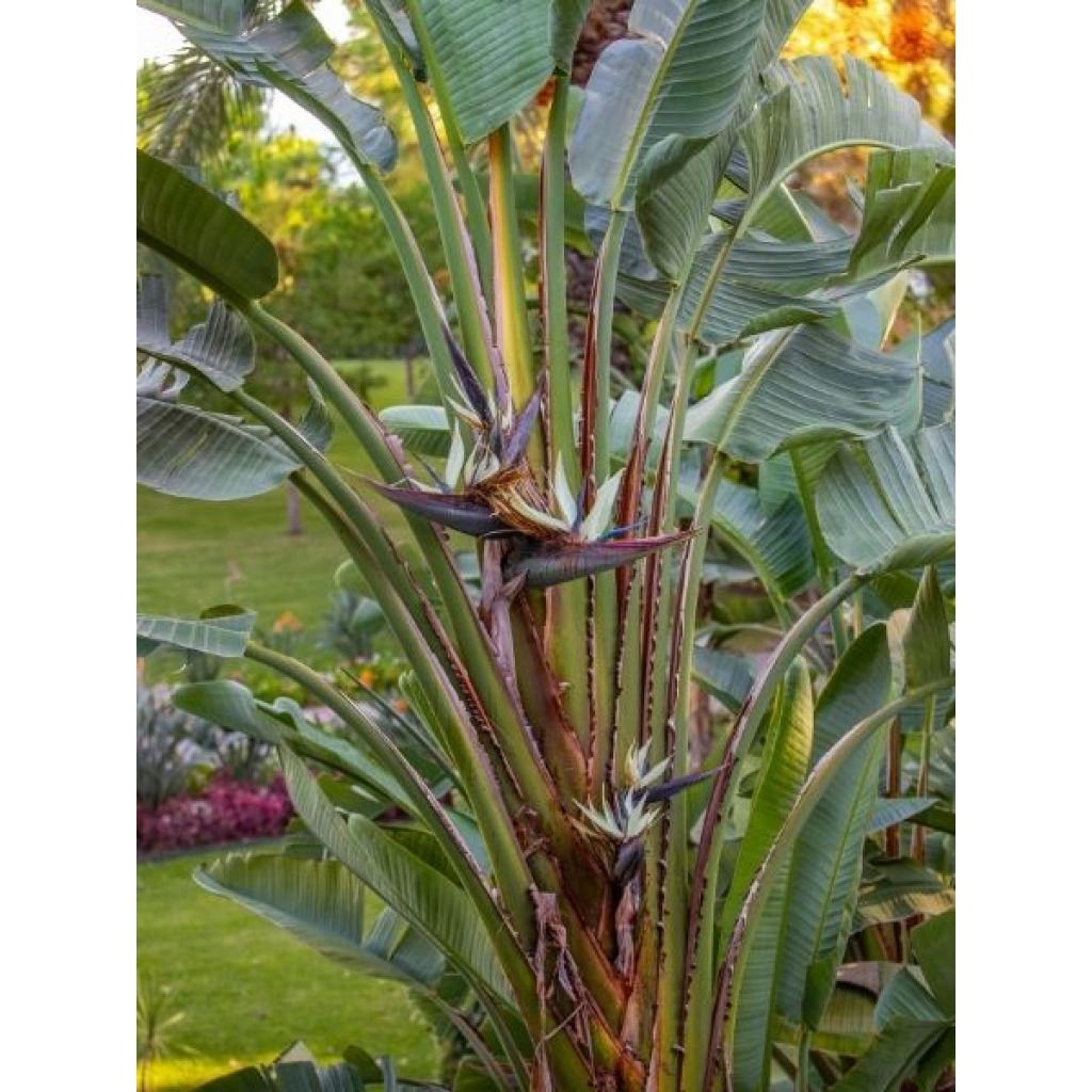 Strelitzia nicolai - Oiseau de Paradis blanc, géant 