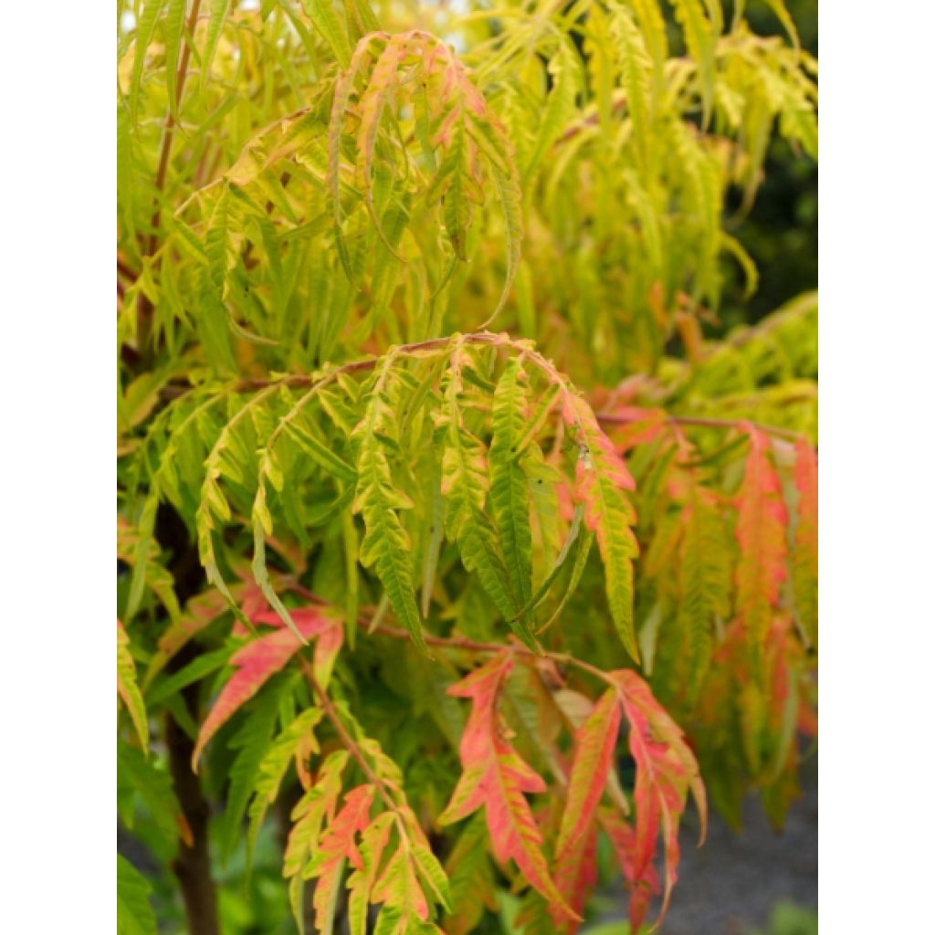 Sumac de Virginie Tiger Eyes - Rhus typhina