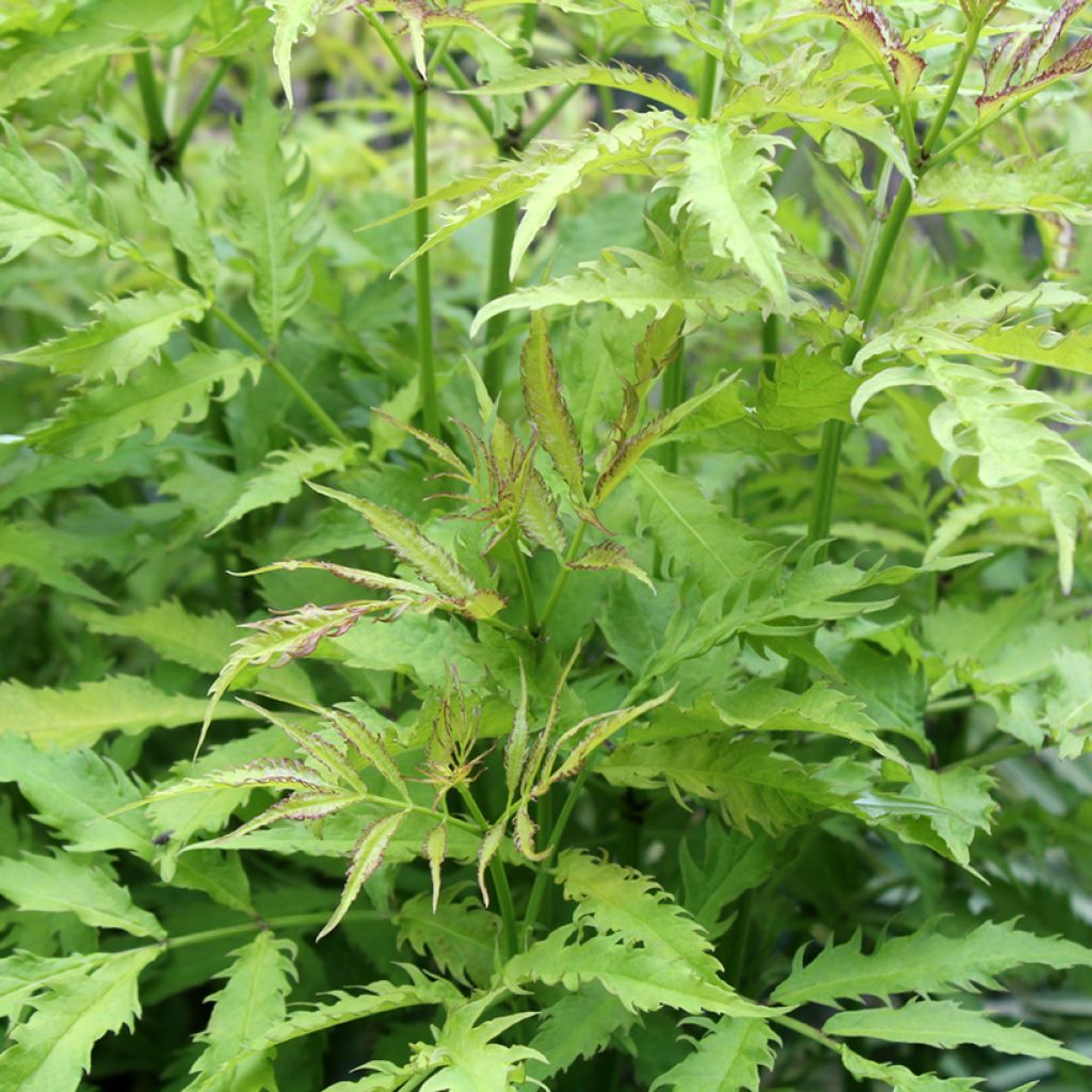 Sureau à grappes - Sambucus racemosa Sutherland Gold