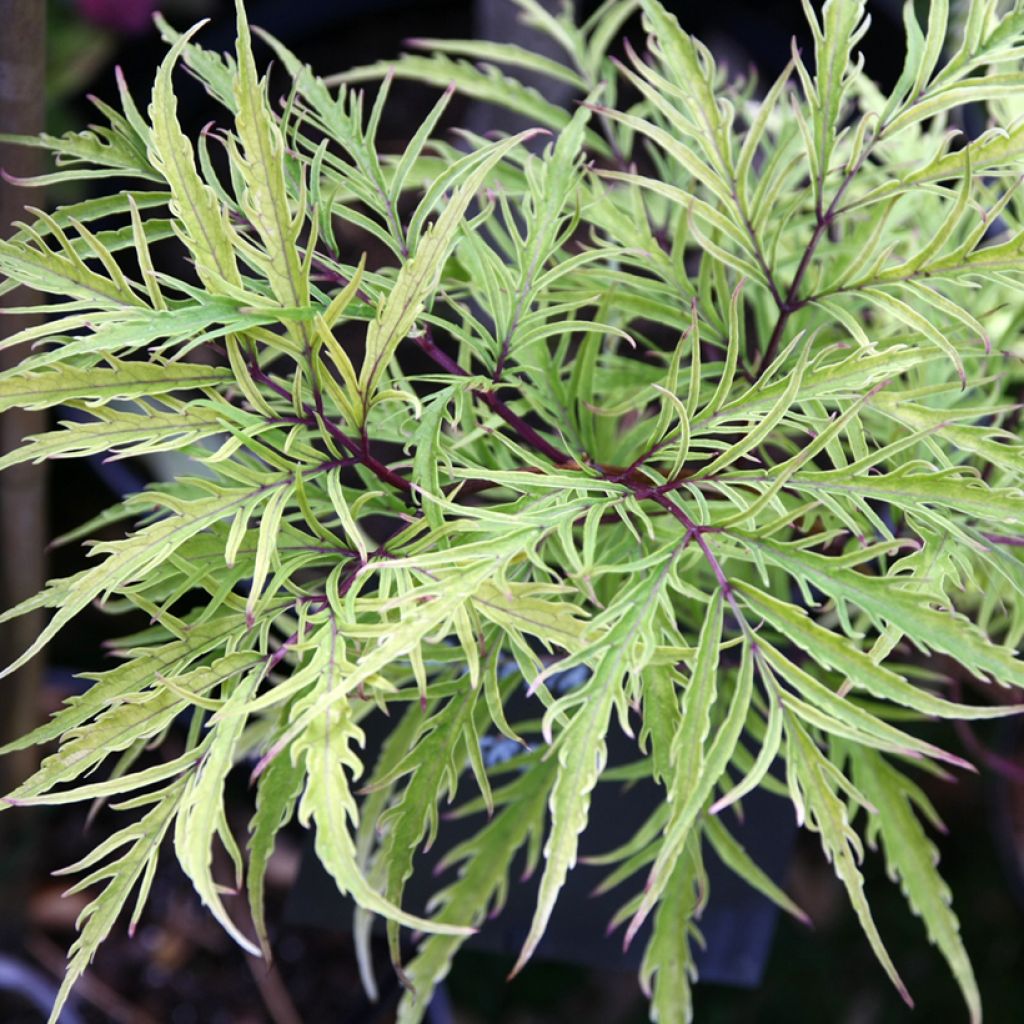Sureau à grappes - Sambucus racemosa Welsh Gold