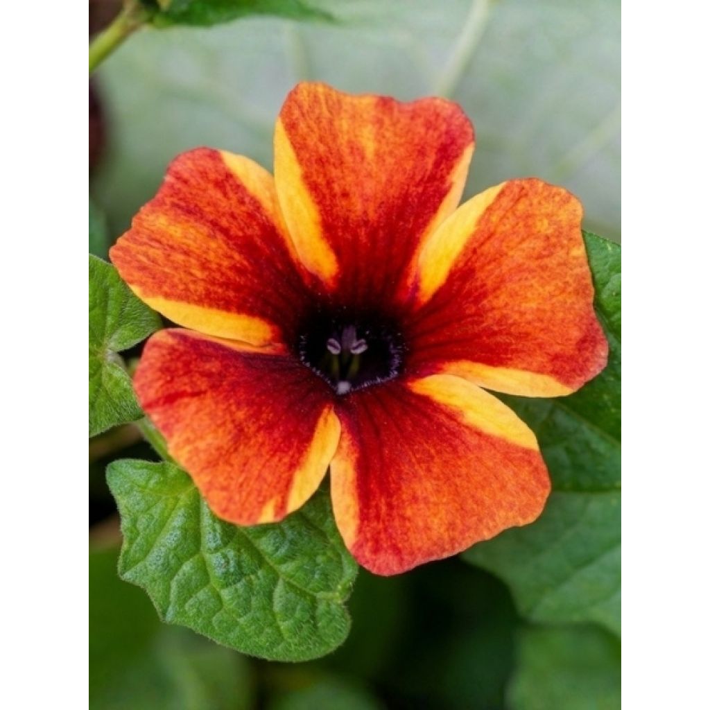 Suzanne-aux-yeux-noirs - Thunbergia Tangerine Slice