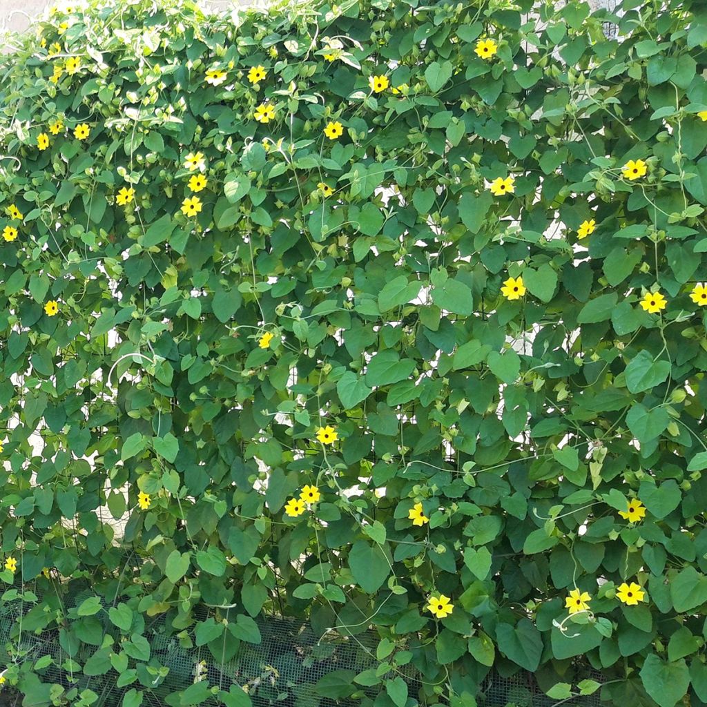 Suzanne jaune aux yeux noirs - Thunbergia alata