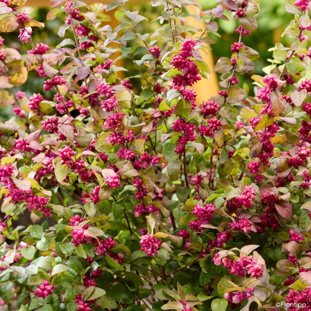 Symphorine Little Berry - Symphoricarpos