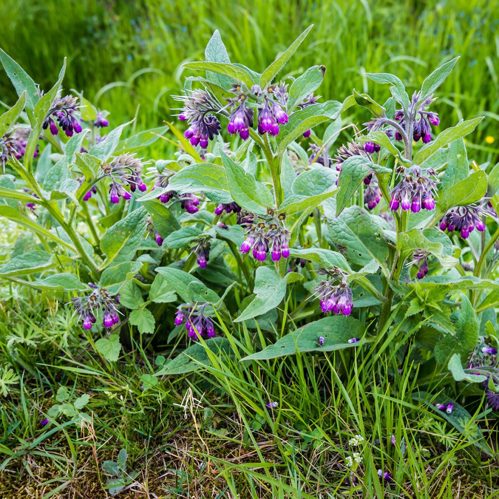 Consoude officinale