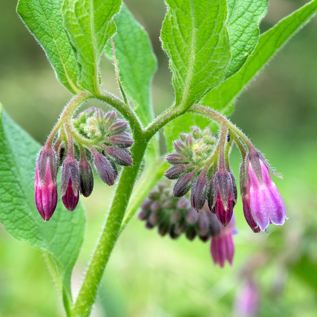 Consoude officinale