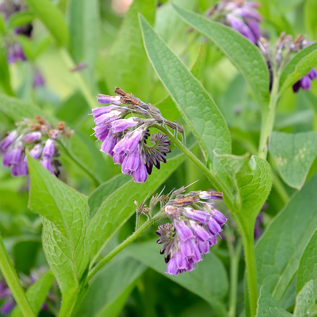 Consoude officinale
