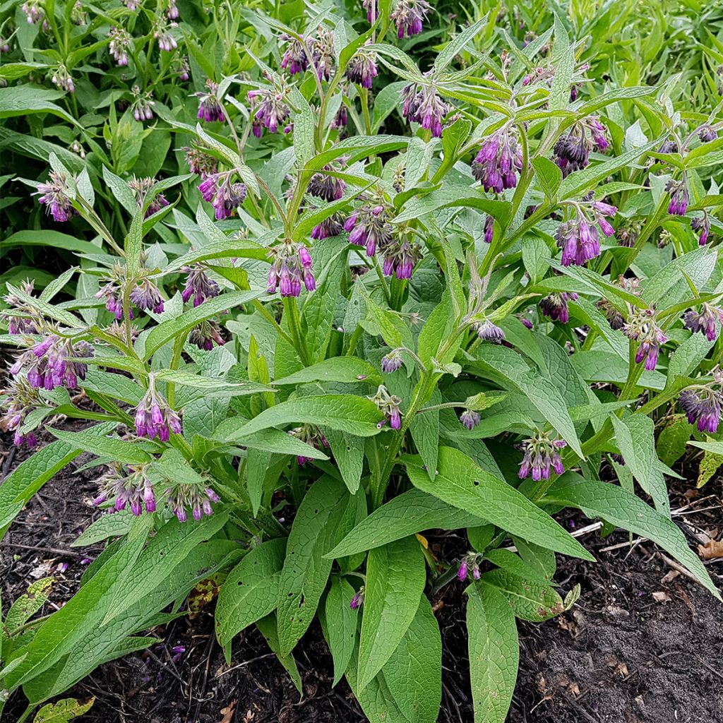 Consoude officinale