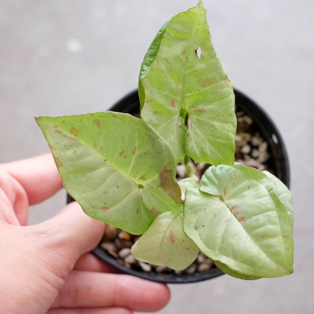 Syngonium Confetti