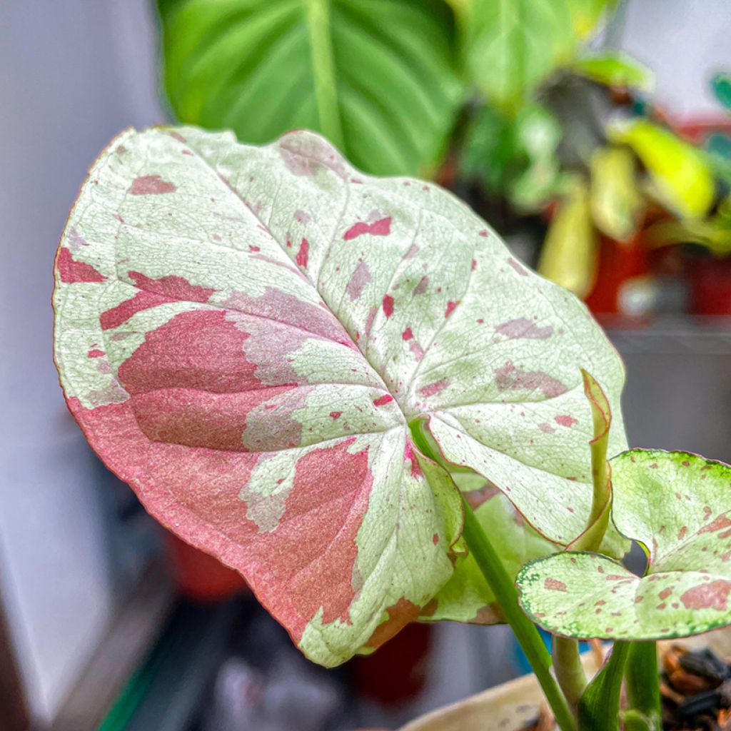 Syngonium Confetti