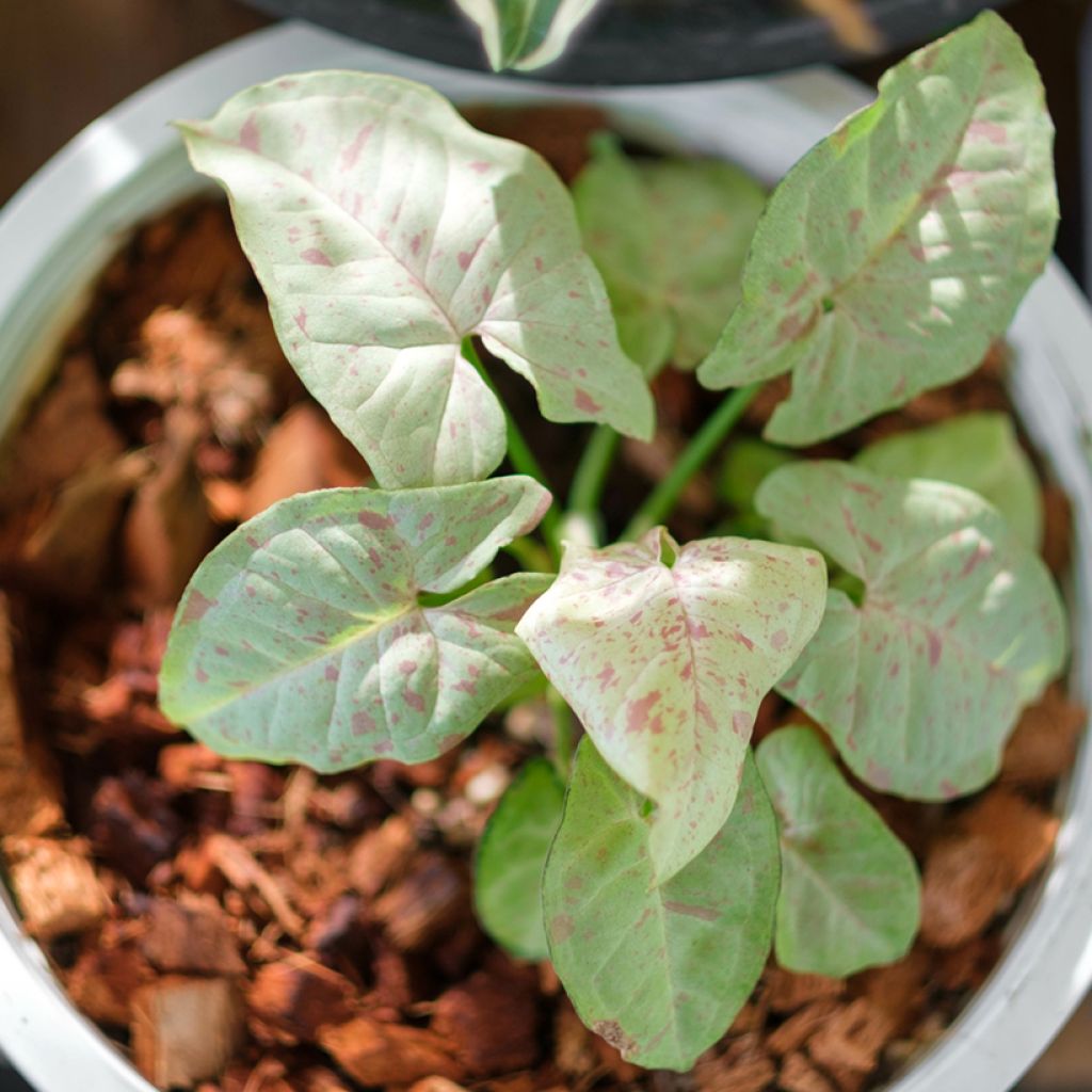 Syngonium Confetti