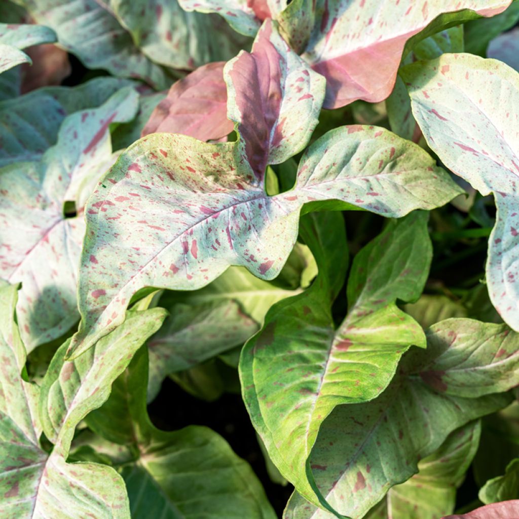 Syngonium Confetti