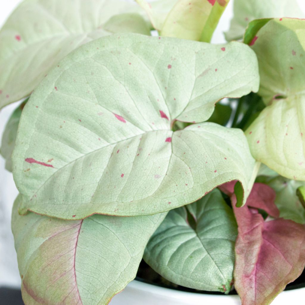 Syngonium Confetti