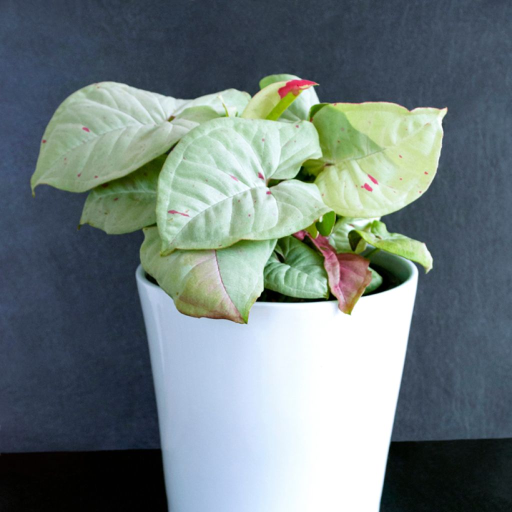 Syngonium Confetti