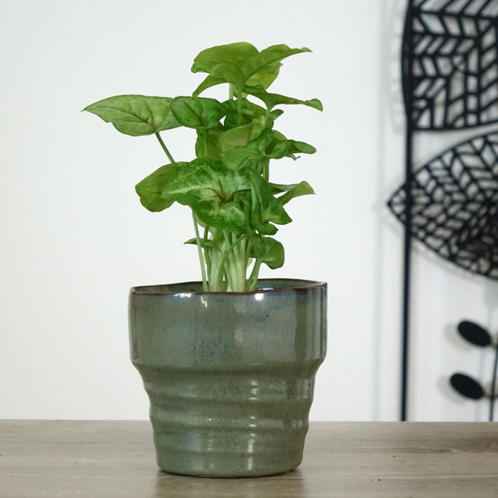 Syngonium Golden Allusion