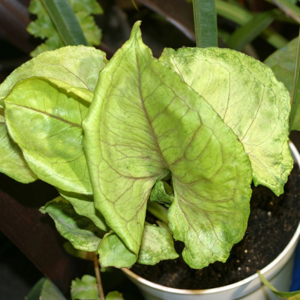 Syngonium Golden Allusion