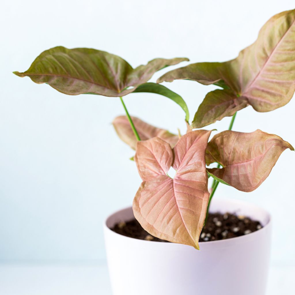 Syngonium Neon Robusta