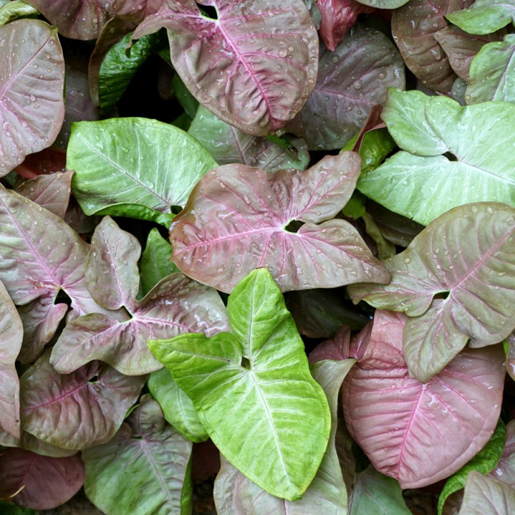 Syngonium Neon Robusta