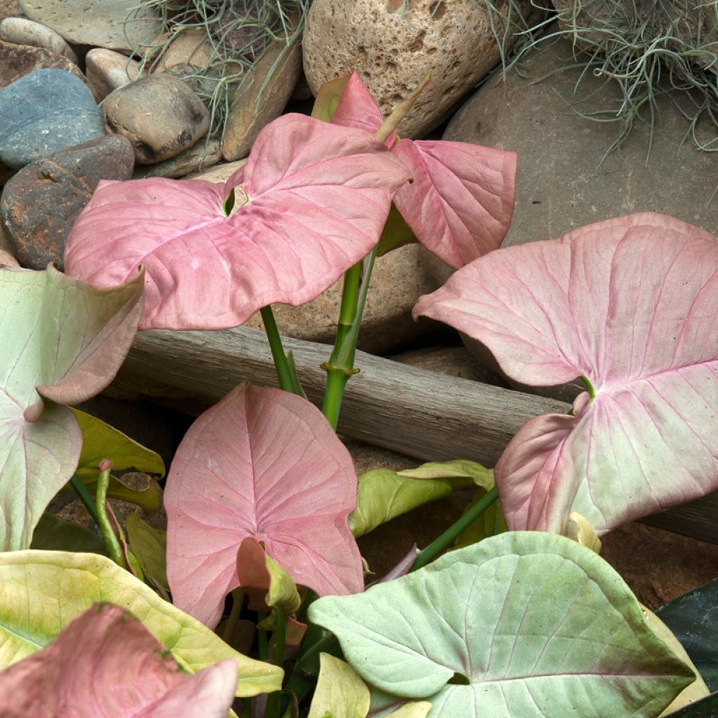 Syngonium Neon Robusta