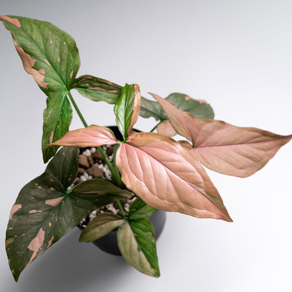 Syngonium Pink Splash