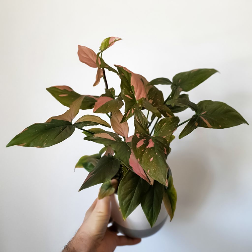 Syngonium Pink Splash
