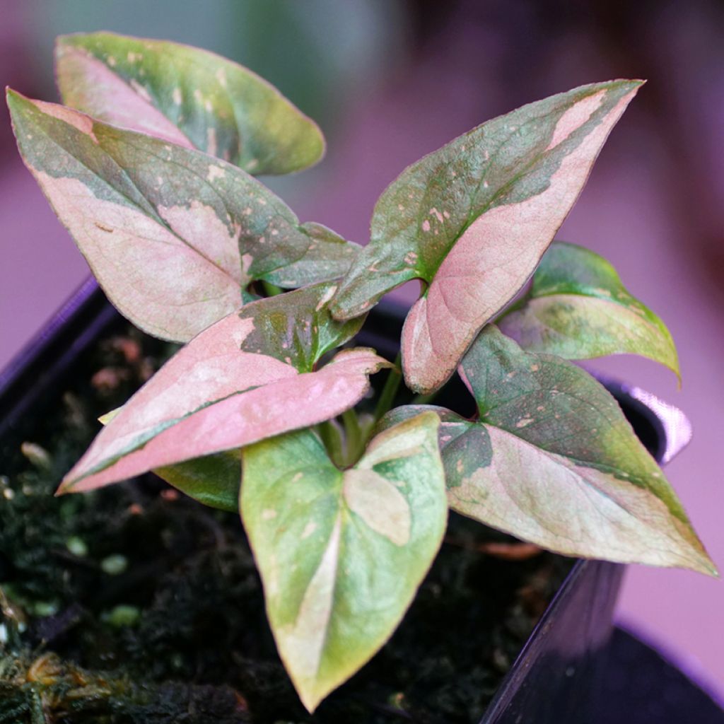 Syngonium Pink Splash