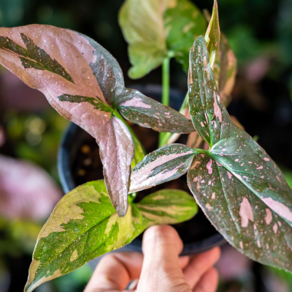 Syngonium Pink Splash
