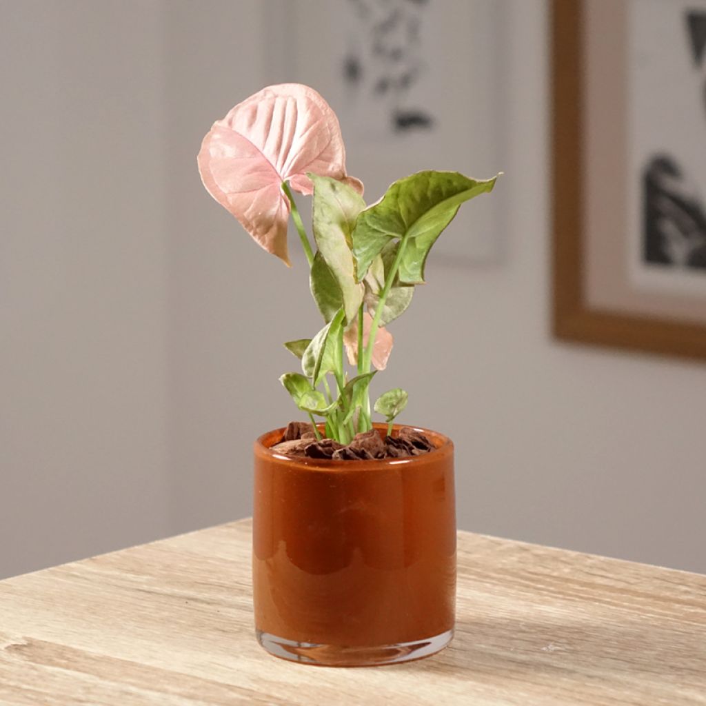 Syngonium Neon Robusta