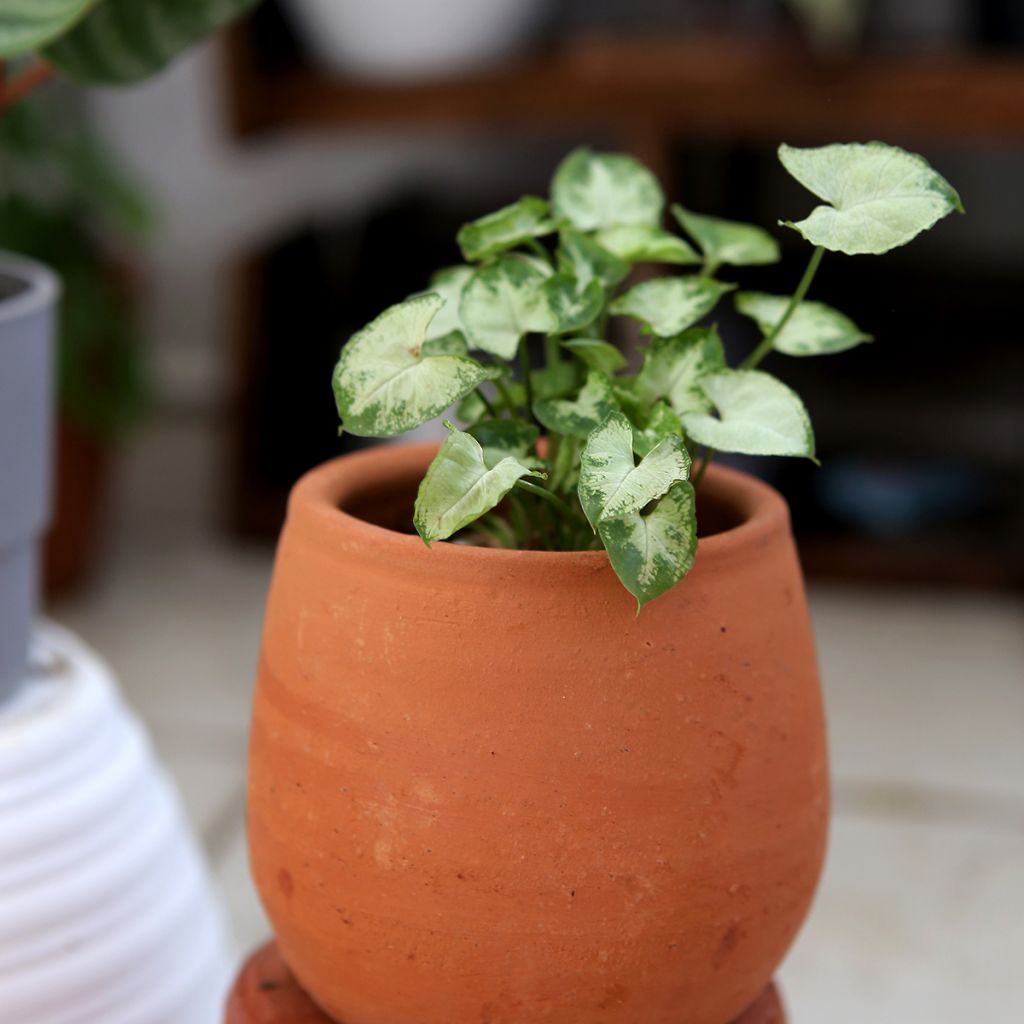 Syngonium Pixie