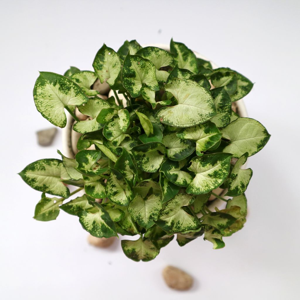 Syngonium Pixie