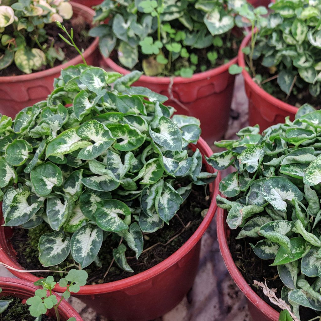 Syngonium Pixie