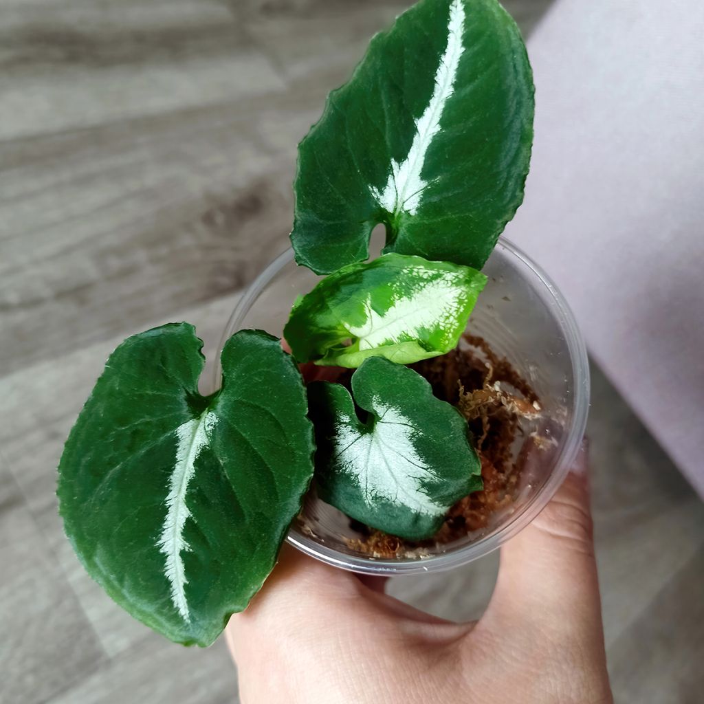 Syngonium wendlandii