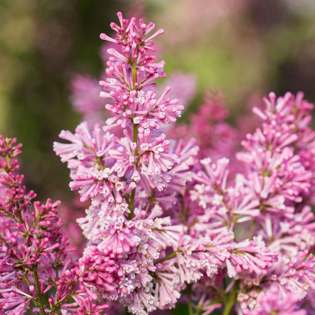 Lilas hybride Pinktini - Syringa x prestoniae 