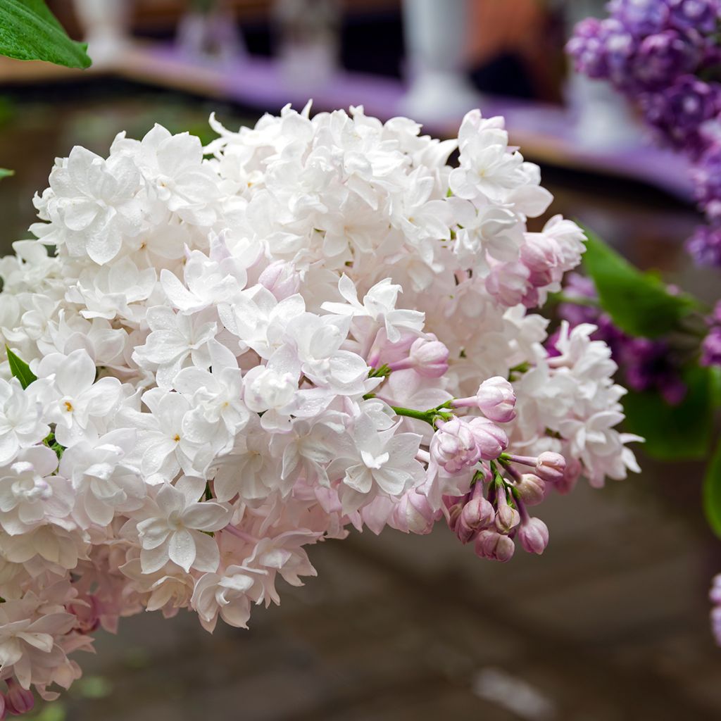 Lilas - Syringa vulgaris Rose de Moscou
