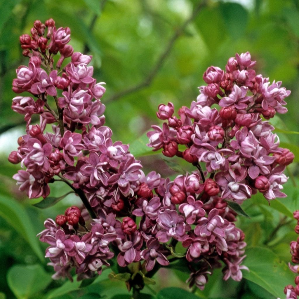 Lilas commun - Syringa vulgaris Paul Thirion