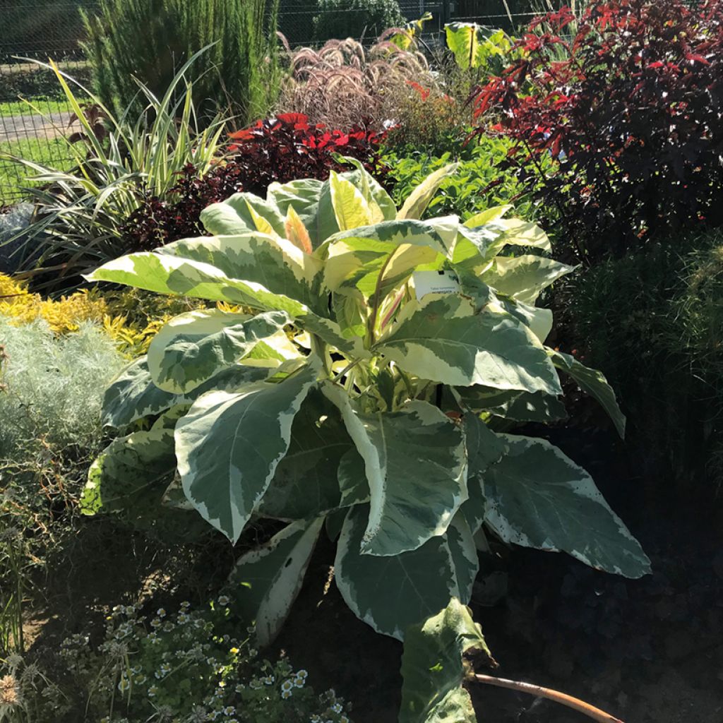 Tabac d'ornement tomentosa Variegata