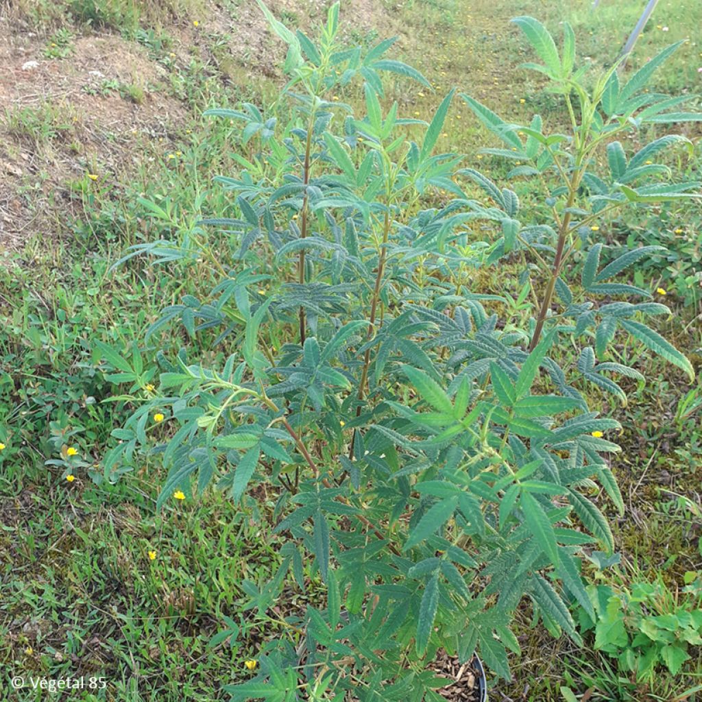 Tagetes lemmonii - Tagète de Lemmon