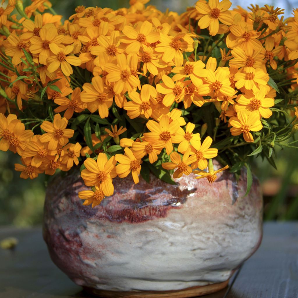 Tagetes lemmonii - Tagète de Lemmon
