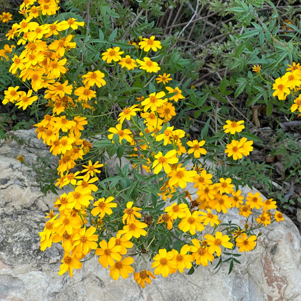 Tagetes lemmonii - Tagète de Lemmon