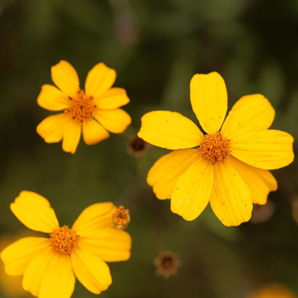 Tagetes lemmonii - Tagète de Lemmon
