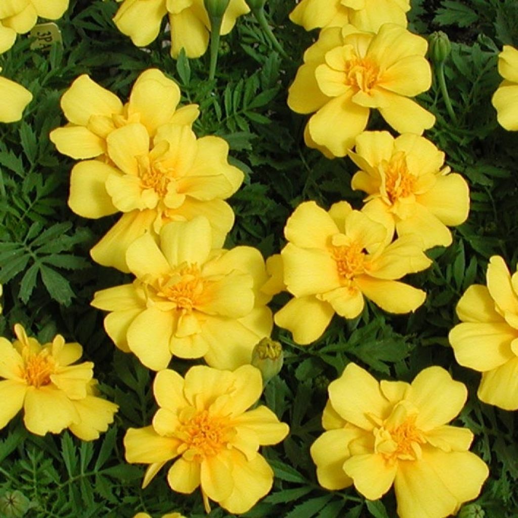 Oeillet d'Inde Queen Yellow Mini-mottes