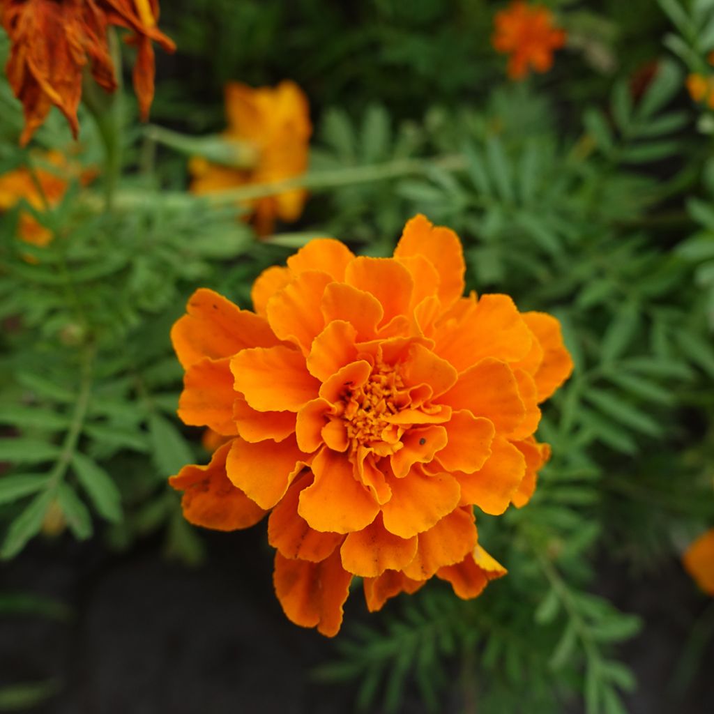 Graines d'Oeillet d'Inde Durango Tangerine - Tagetes patula
