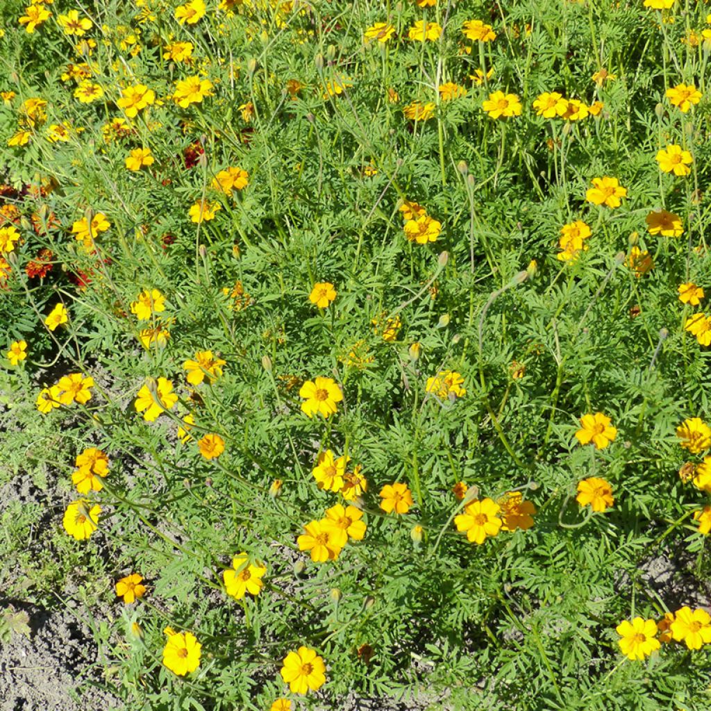 Graines de d'Oeillet d’Inde Nématode Control - Tagetes patula