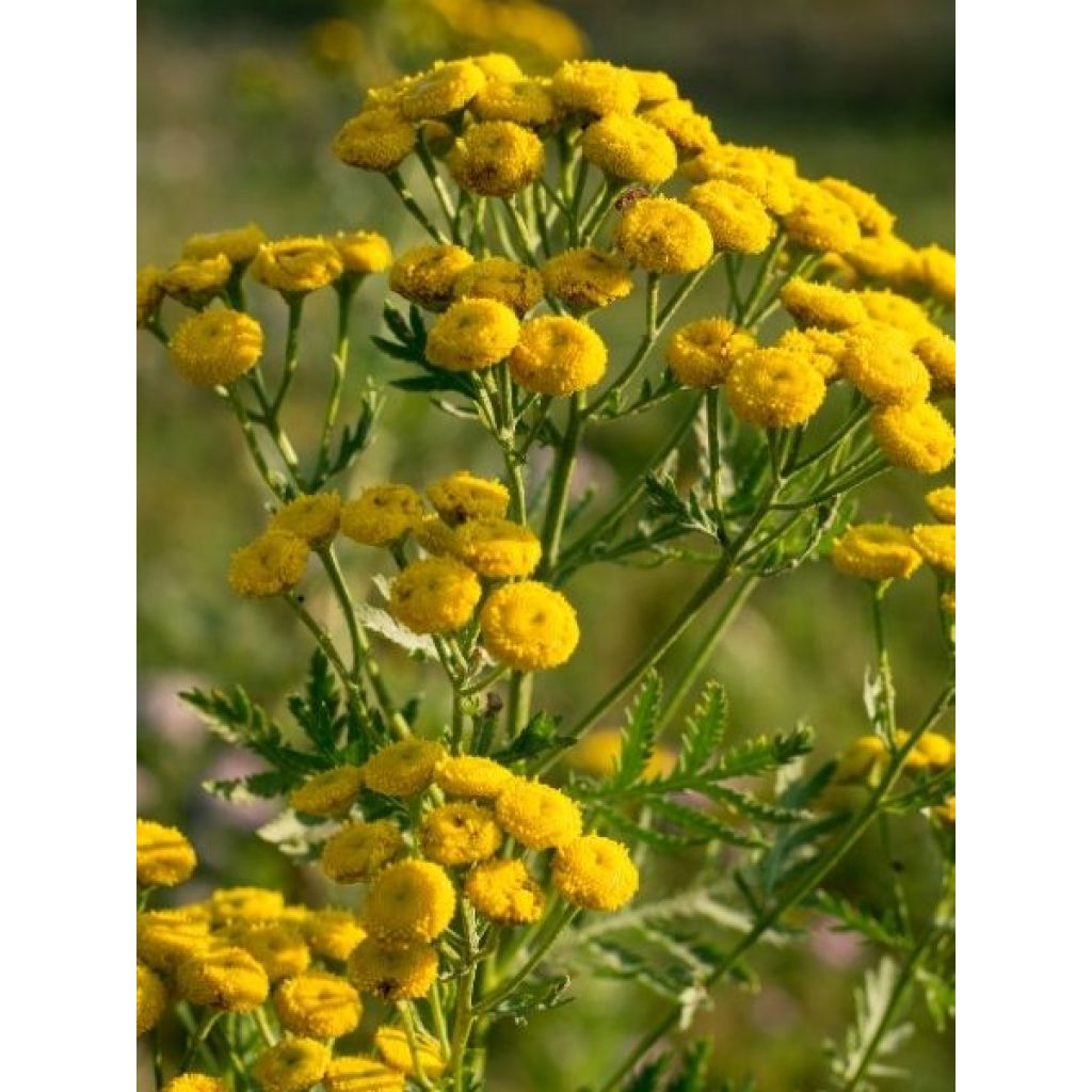 Tanaisie - Tanacetum vulgare