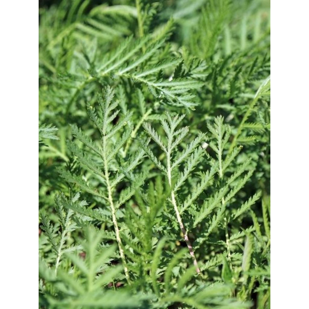 Tanaisie - Tanacetum vulgare