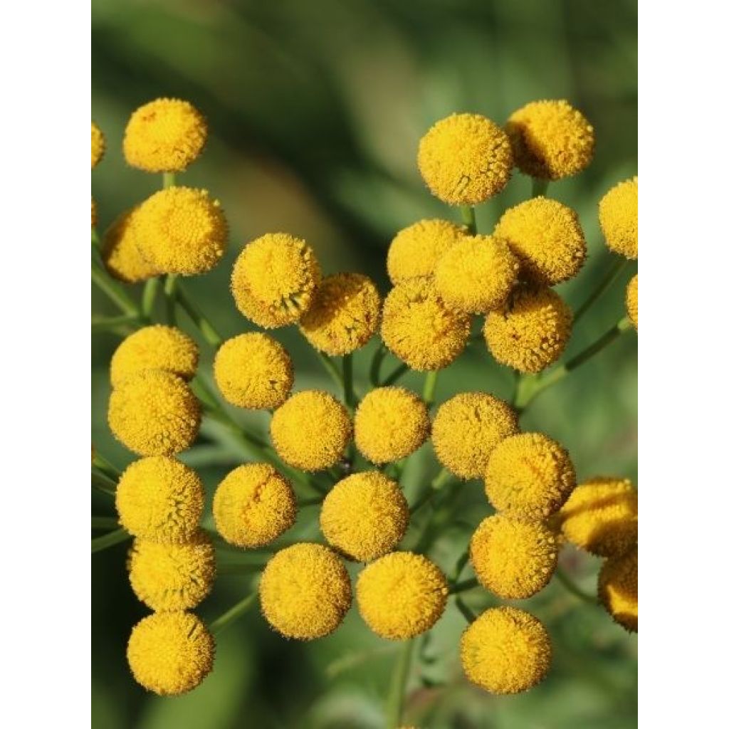 Tanaisie - Tanacetum vulgare