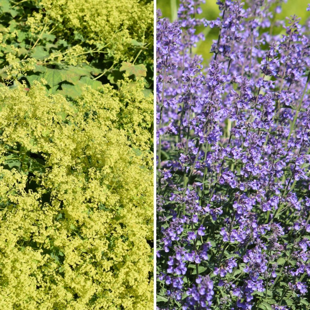 Tapis Jaune et Bleu, alchemilles et nepetas