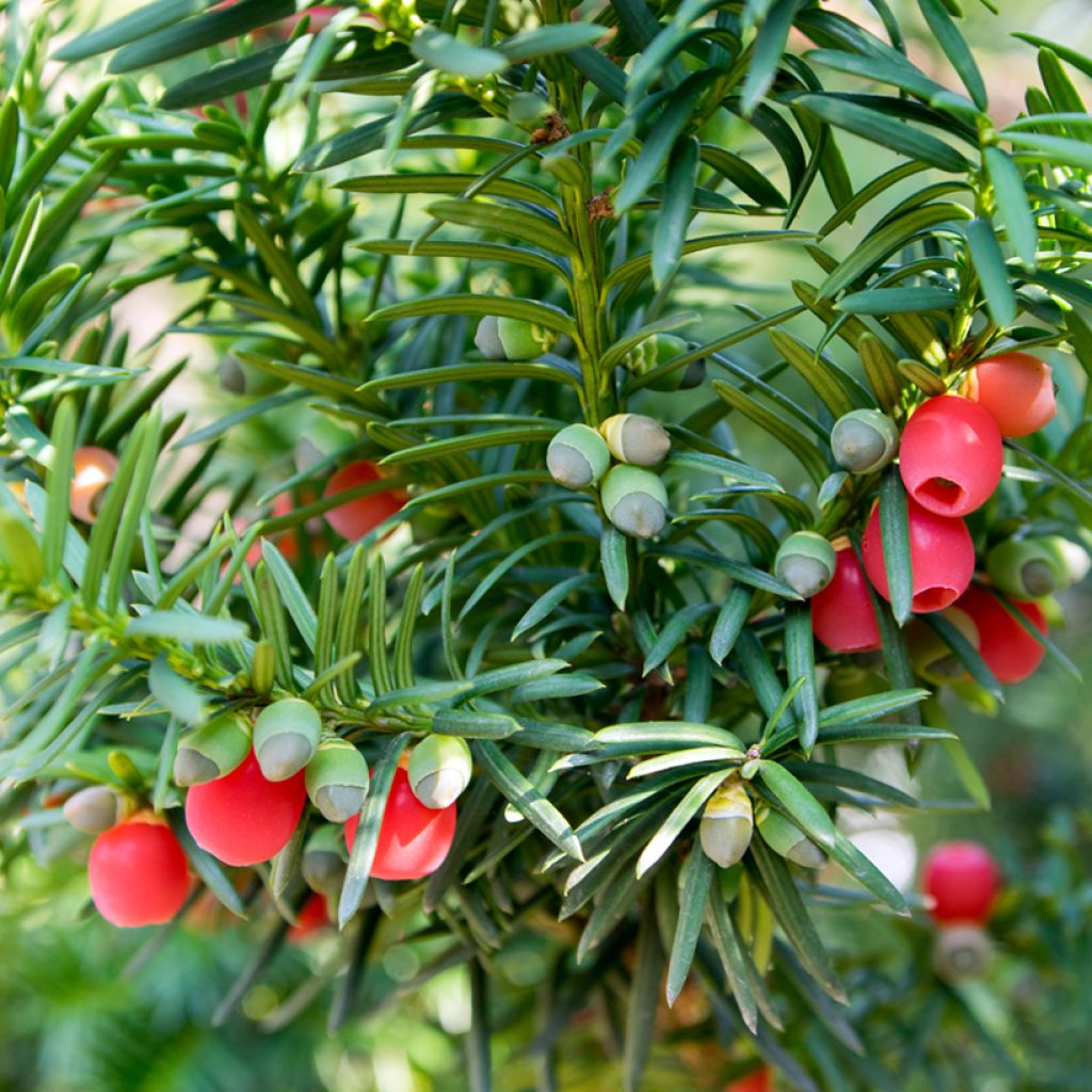 Taxus baccata - If commun